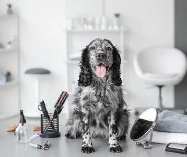 Pet Salons