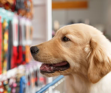 Pet Shops