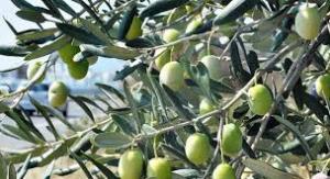 Οι Συνέταιροι