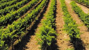 Zafiri Wines