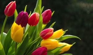 Fleur De Fleurs
