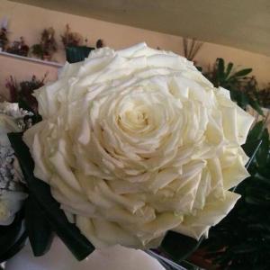 Flower Shop Danai