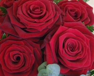 Rosa Argos