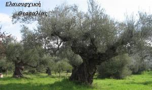 Κεχαγιάς