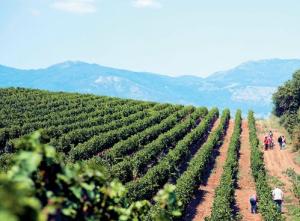 Κτήμα Τίτου Ευτυχίδη