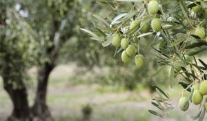 Κουτουγδής Ευστράτιος και Μαρτινάκος Δημήτριος
